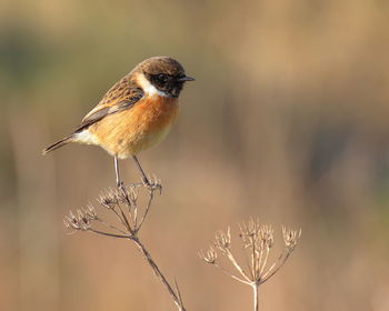 Close-up of bird perching on branch