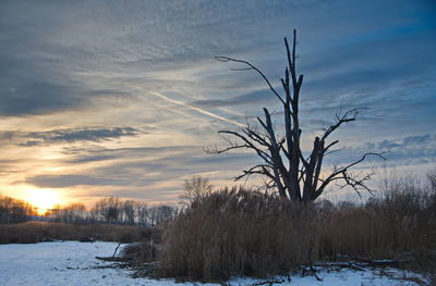 Trees on snow covered landscape against sky