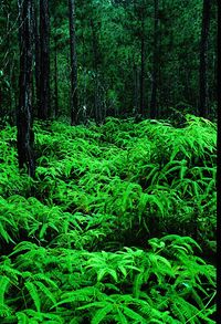 Trees in forest