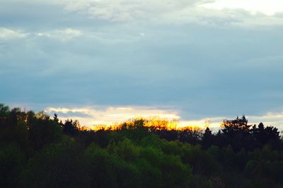Trees against sky during sunset
