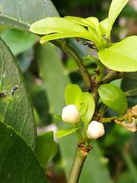 Close-up of fresh green plant