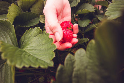 Cropped image of hand holding strawberry plant