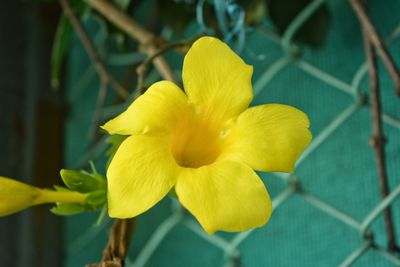 Close-up of yellow flowers blooming outdoors