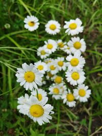 Close-up of white daisy flowers on field