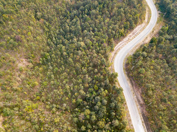 High angle view of road amidst trees