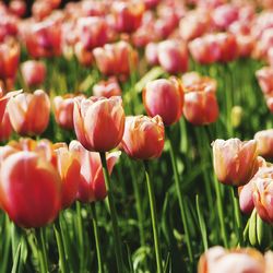 Close-up of red tulip flowers growing on field