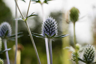 Close-up of thistle blooming outdoors
