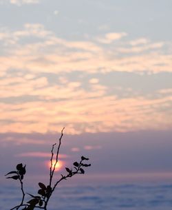 Low angle view of plants against cloudy sky