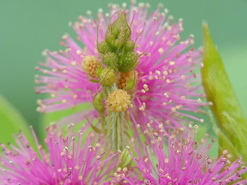 Close-up of pink flowering plant