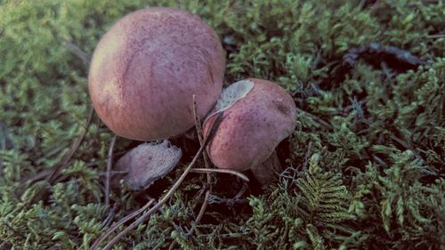 Close-up of mushrooms growing on field