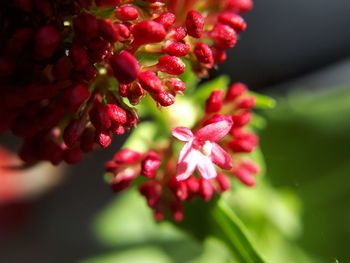 Close-up of red flowers