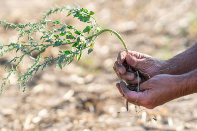 Close-up of hand holding plant