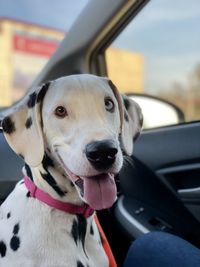 Portrait of dog in car