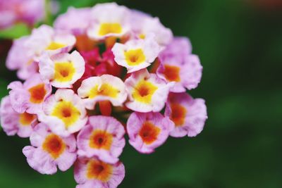 Close-up of flowers