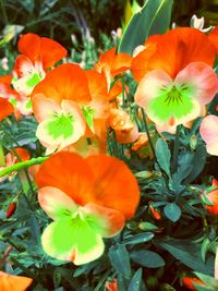 Close-up of orange hibiscus blooming outdoors