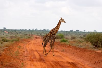 Giraffe walking on landscape