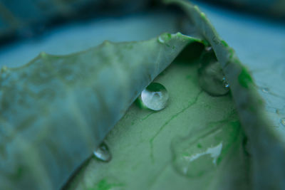 Close-up of raindrops on leaves