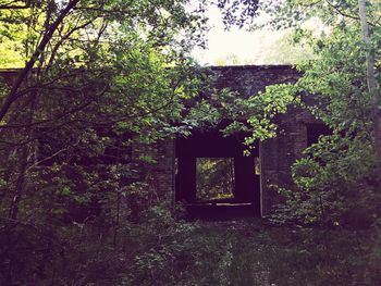 Abandoned building in forest