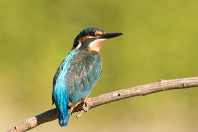 Close-up of bird perching on branch