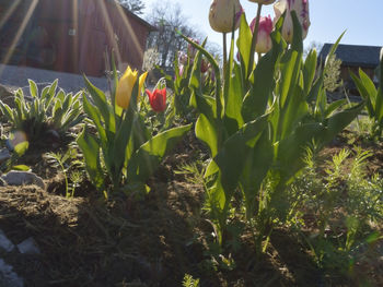 Plants growing in backyard