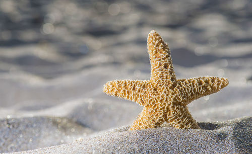 Close-up of driftwood on beach