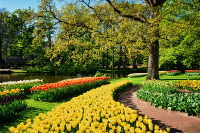 Trees in park