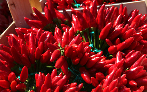 Close-up of red chili peppers