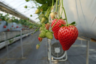 Close-up of strawberry hanging in greenhouse