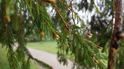 Wet pine tree branch during monsoon