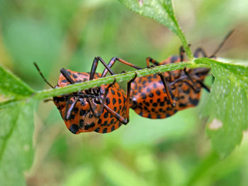 Close-up of shield bugs mating on plant