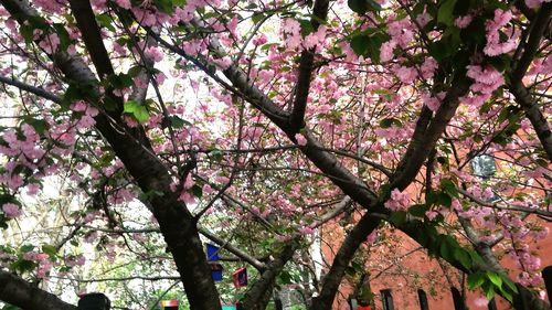 Low angle view of pink flowers