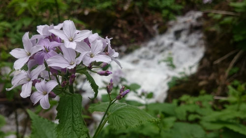 Close-up of plant