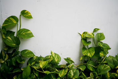 Close-up of fresh green leaves against white wall