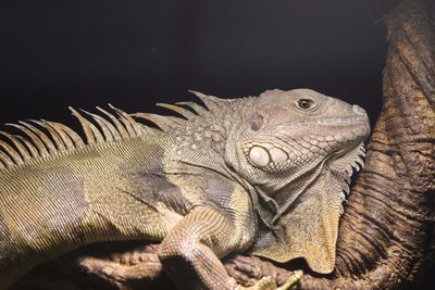 Iguana on tree at night