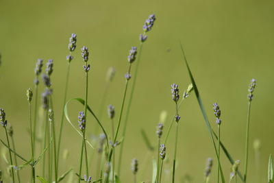 Close-up of water drops on flowering plants on field