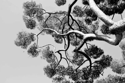 Low angle view of bare tree against clear sky