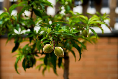 Cultivation of small peach in urban garden