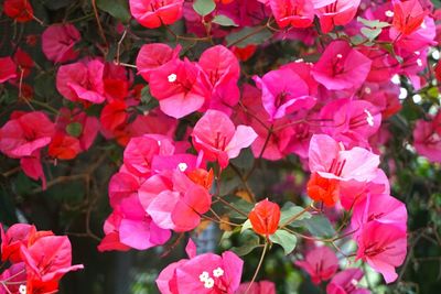 Close-up of pink flowers in park