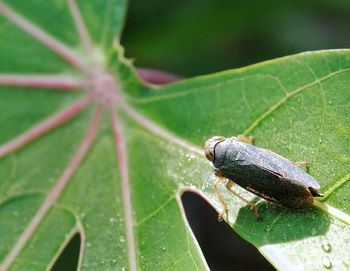 Close-up of insect on leaf