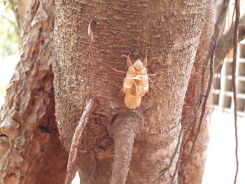 Close-up of insect on tree trunk