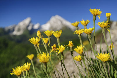 Close-up of yellow flowering plants on field