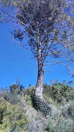 Low angle view of trees against clear blue sky