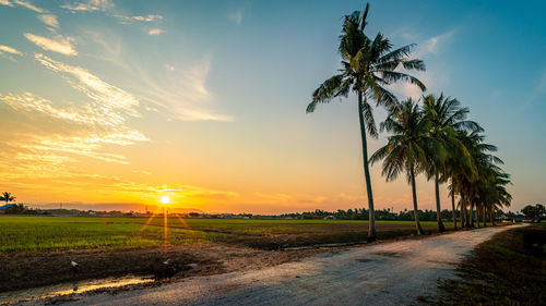 Scenic view of palm trees on field against sky at sunset