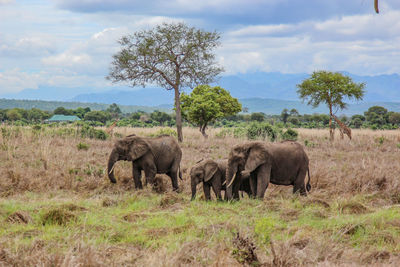 Wild african elephants in mikumi national park in tanzania in africa