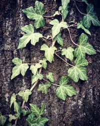 Close-up of plants