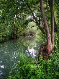 Reflection of trees in water