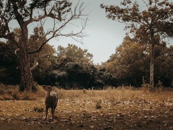 View of a horse on field