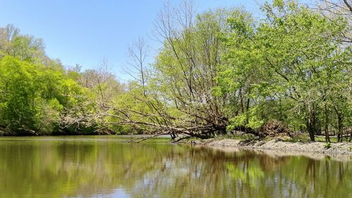 Reflection of trees in water