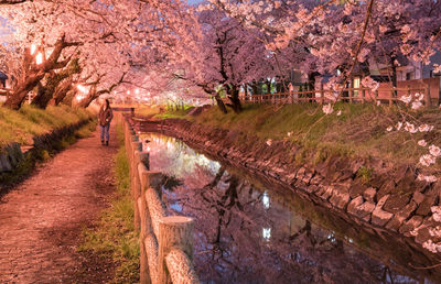 Scenic view of flowers blooming on tree