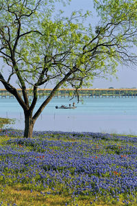 Scenic view of flowering plants on field by lake against sky